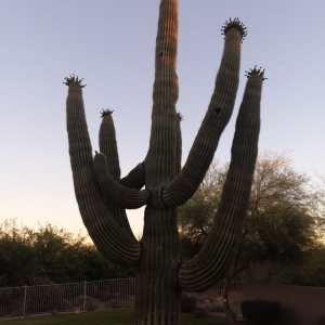 Photo of Irrigation Joe