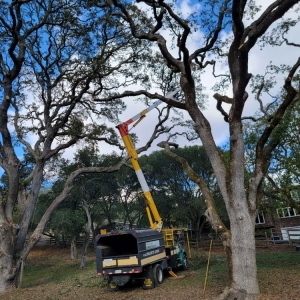 Photo of Mr Arbor Tree Care Arborists