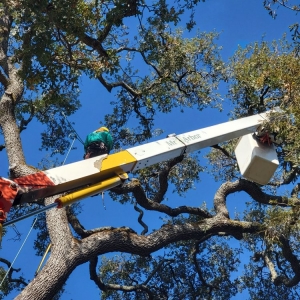 Photo of Mr Arbor Tree Care Arborists