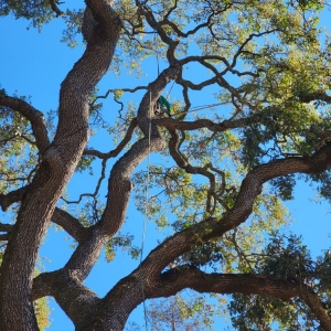 Photo of Mr Arbor Tree Care Arborists
