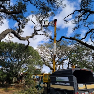 Photo of Mr Arbor Tree Care Arborists