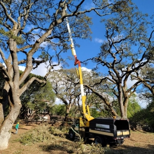 Photo of Mr Arbor Tree Care Arborists