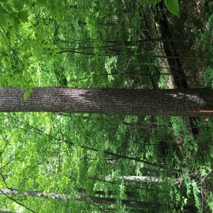 Photo of Holstine Forestry Consulting