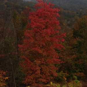 Photo of Holstine Forestry Consulting