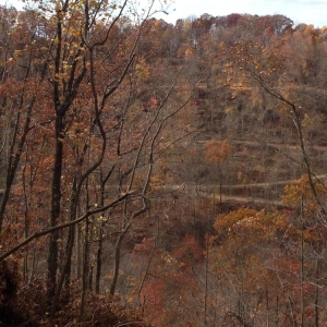 Photo of Holstine Forestry Consulting