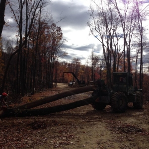 Photo of Holstine Forestry Consulting