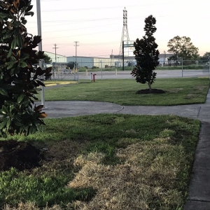 Photo of DM Landscape and Outdoor Lighting
