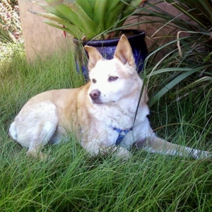Photo of Groundswell Landscaping