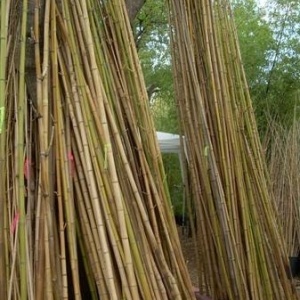 Austin Bamboo Branch Poles, Parts & Pieces