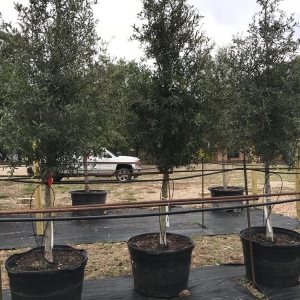 Photo of Texas Sprinkler Landscape Irrigation