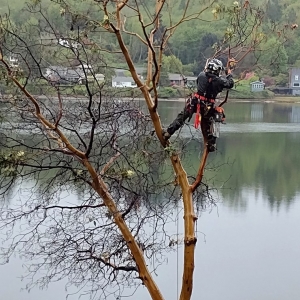 Photo of Fred Holmes Tree Service