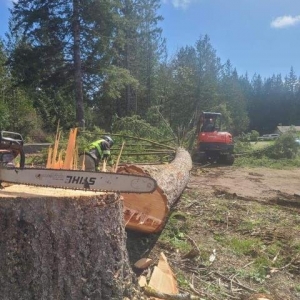 Photo of Fred Holmes Tree Service