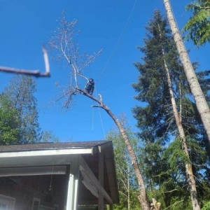 Photo of Fred Holmes Tree Service