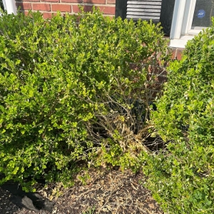 Photo of Alex Landscaping