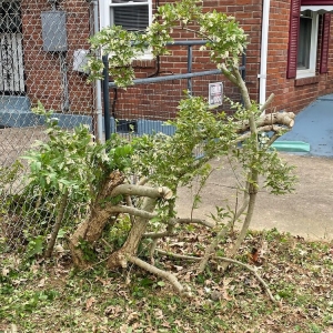 Photo of Alex Landscaping