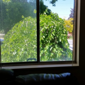Photo of All Clean Windows