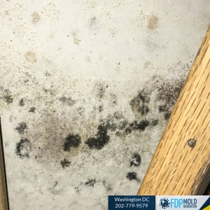 Photo of FDP Mold Remediation - Washington DC
