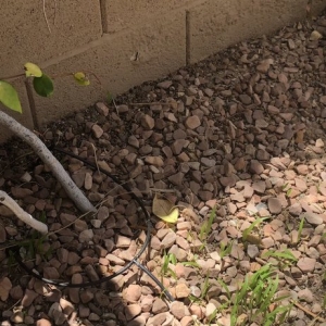 Photo of Del Mar Landscaping