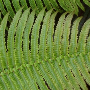 Photo of Sustain Landscape Design