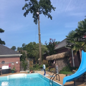 Photo of Dylan Tree Services