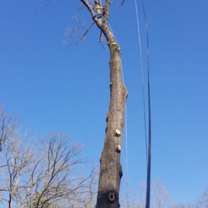 Photo of Dylan Tree Services