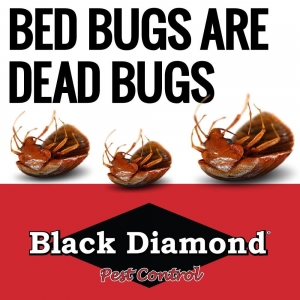 Photo of Black Diamond Termite & Pest Control