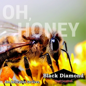 Photo of Black Diamond Termite & Pest Control