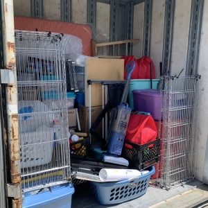 Photo of Alpha Wolf Moving