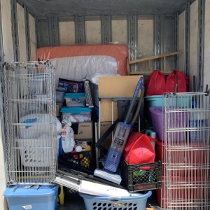 Photo of Alpha Wolf Moving
