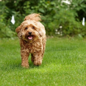 Photo of DogWatch of Southeast Indiana