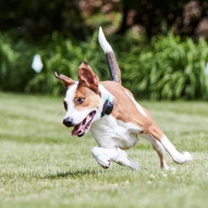 Photo of DogWatch of Southeast Indiana