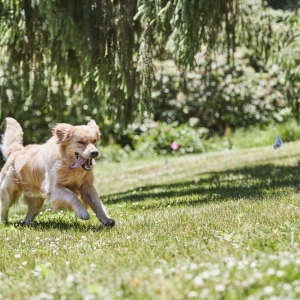 Photo of DogWatch of Southeast Indiana
