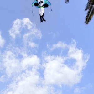 Photo of Skyward Kites