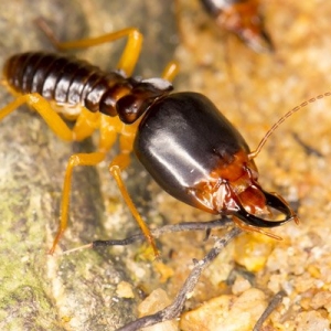 Photo of ASAP All Solutions All Pests