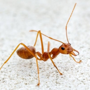 Photo of ASAP All Solutions All Pests