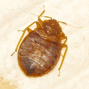 Photo of ASAP All Solutions All Pests