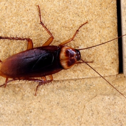 Photo of ASAP All Solutions All Pests