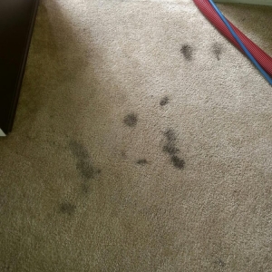Photo of All Season Carpet Cleaning