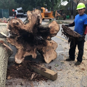 Photo of Cassello Tree Service