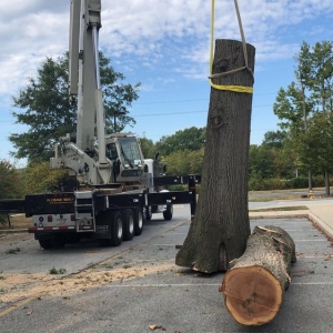 Photo of Cassello Tree Service