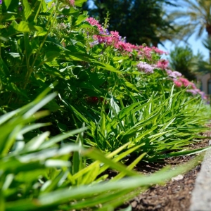 Photo of Green Solutions Landscaping