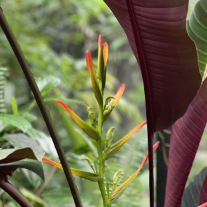 Photo of Fairchild Tropical Botanic Garden