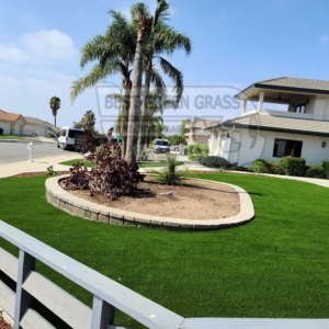 Photo of Best Green Grass