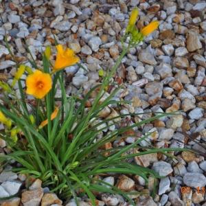 Photo of Red Oaks Landscaping
