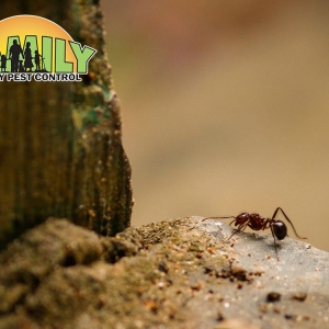 Photo of Family Pest Control