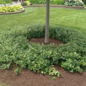 Photo of Larry's Lawn Care and Design