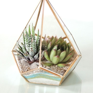 Photo of Succulently Urban