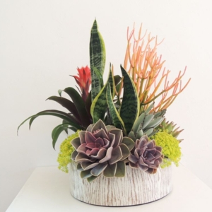 Photo of Succulently Urban