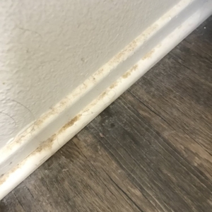 Photo of Perfect Cleanliness