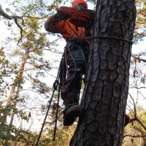 Photo of Cornerstone Tree Service